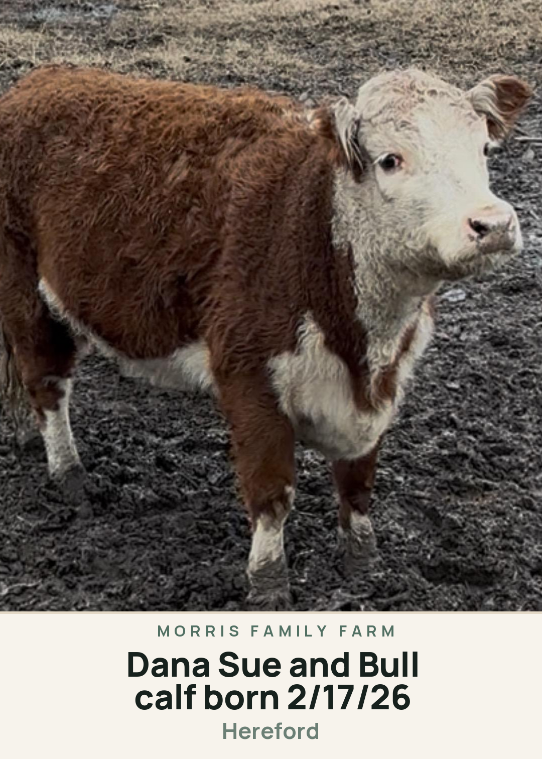 Dana Sue and Bull calf born 2/17/26 Creature Card