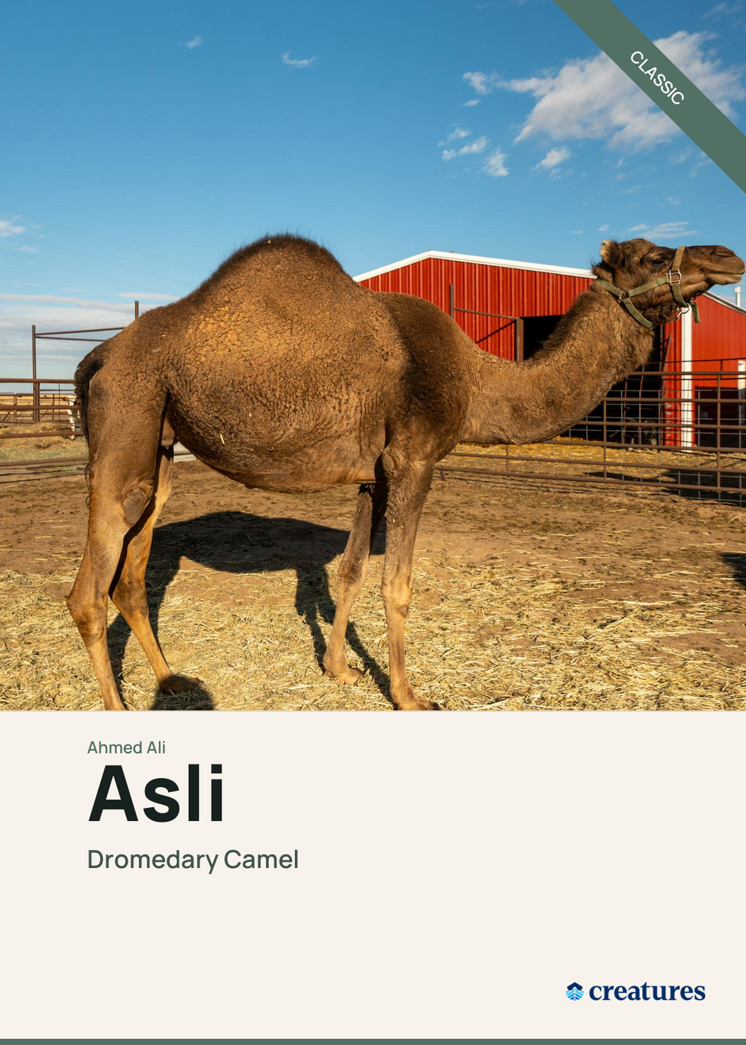 Asli Creature Card