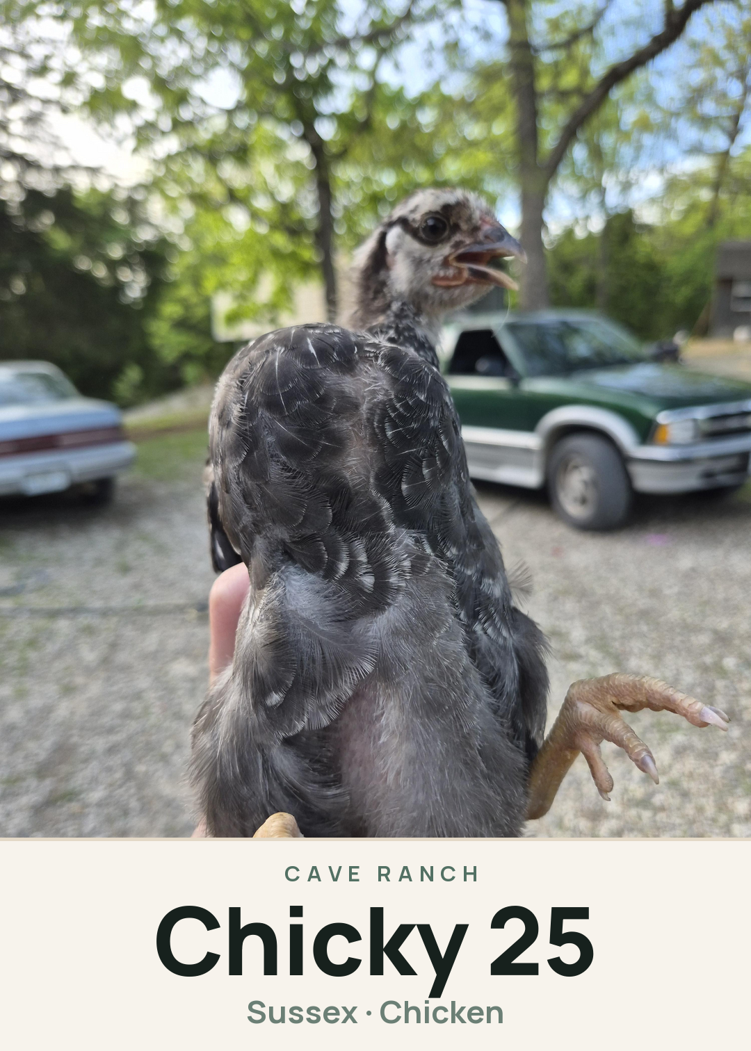 Chicky 25 Creature Card