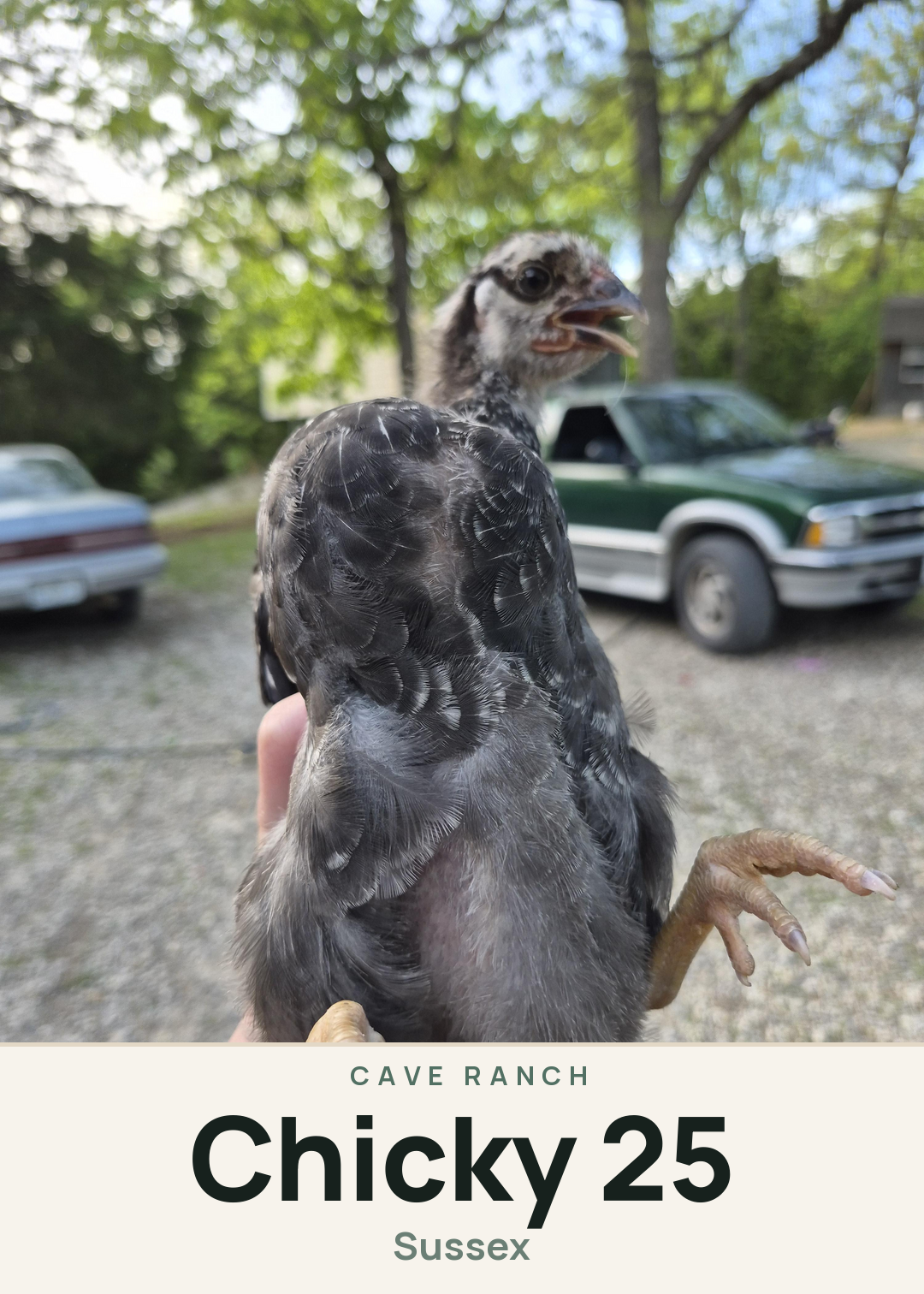 Chicky 25 Creature Card