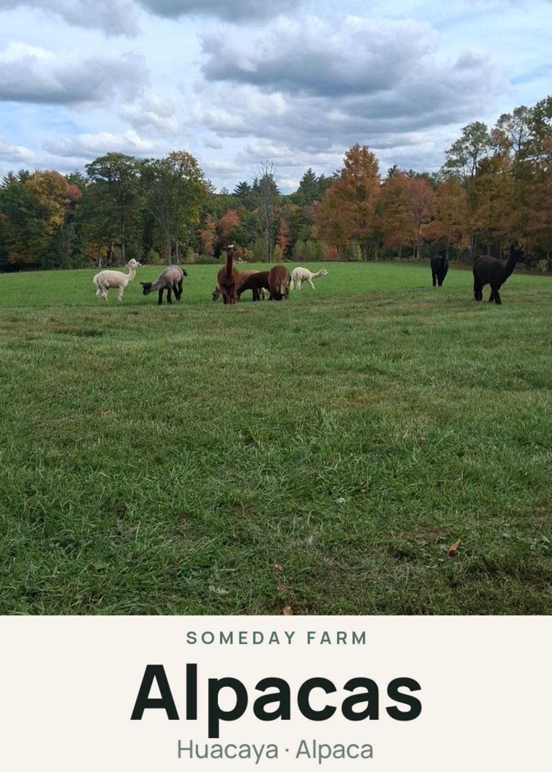 Alpacas Creature Card