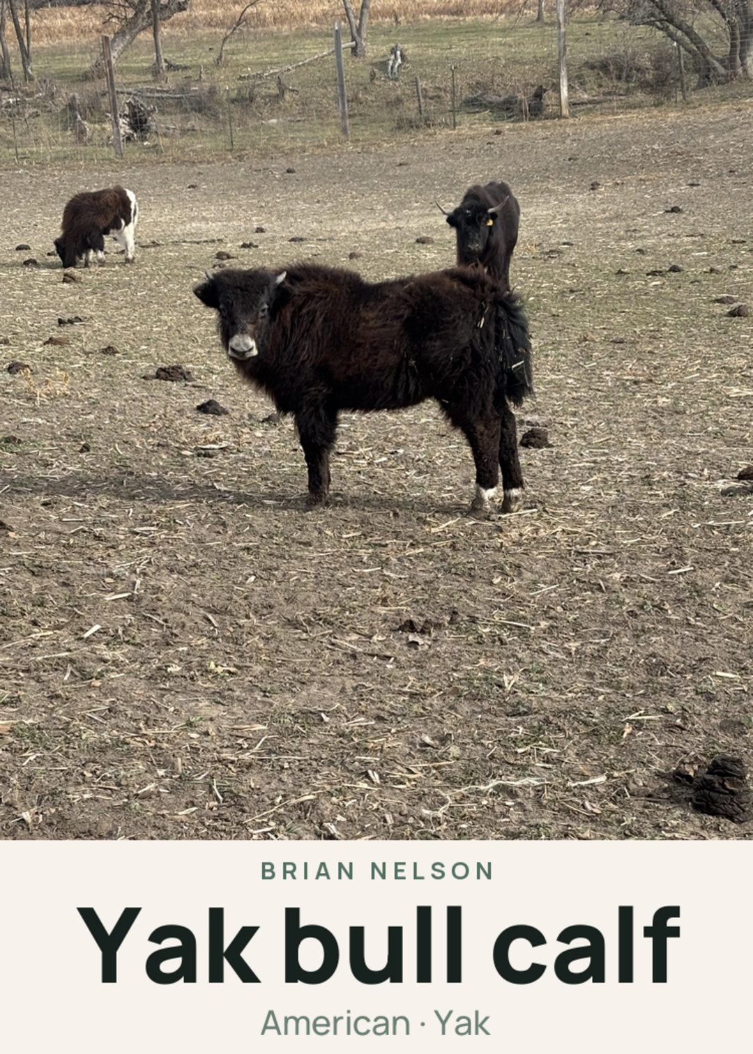 Yak bull calf Creature Card