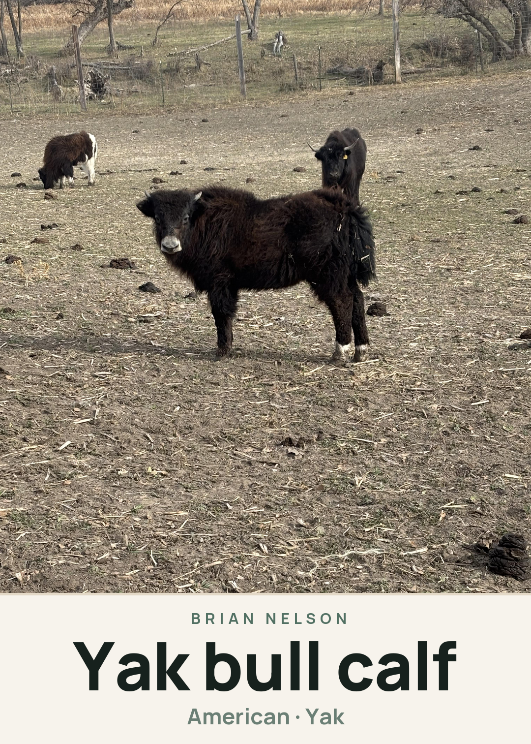 Yak bull calf Creature Card