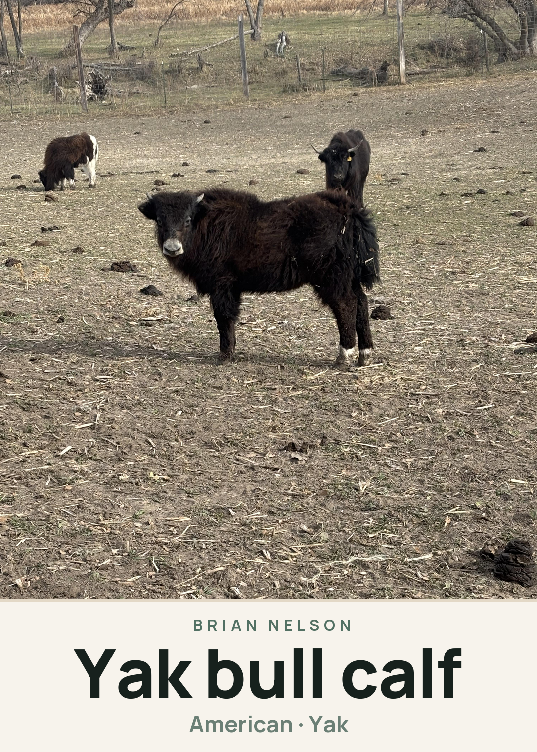 Yak bull calf Creature Card