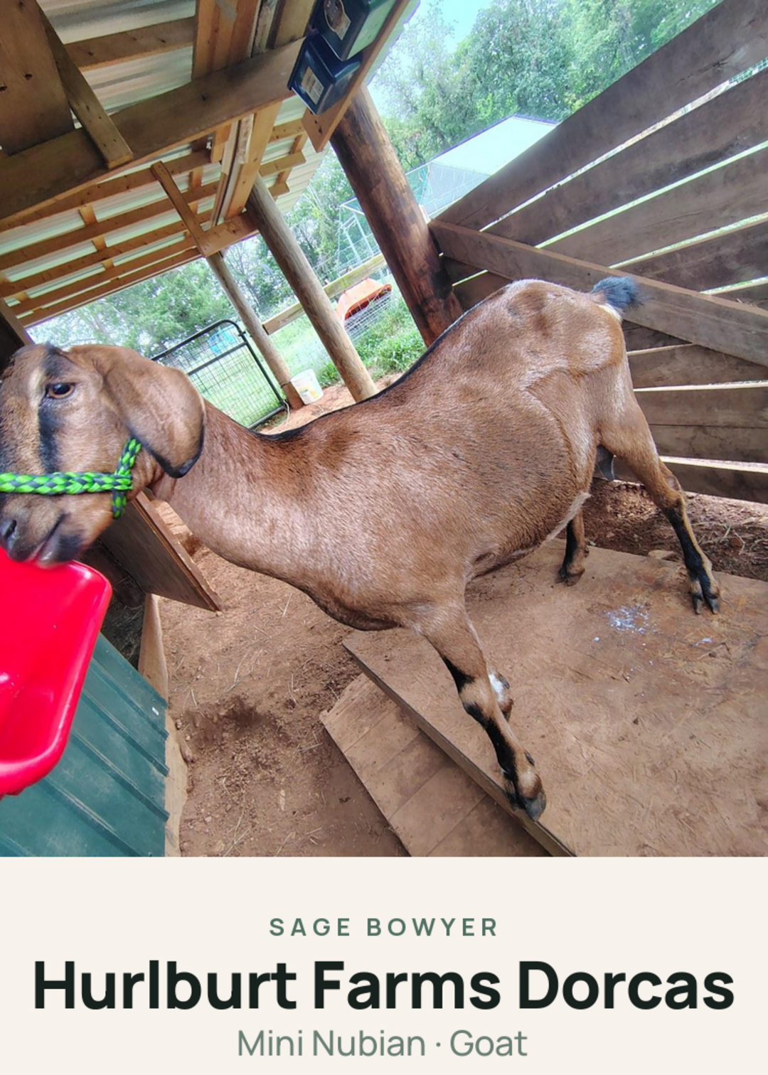 Hurlburt Farms Dorcas Creature Card
