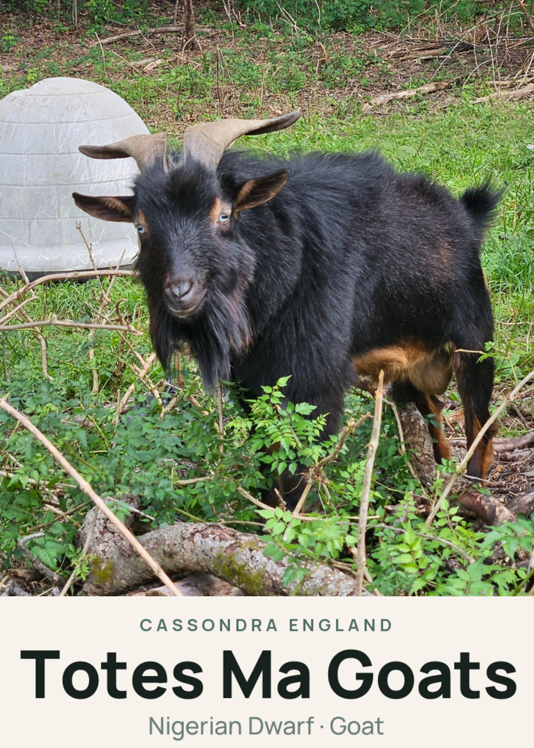 Totes Ma Goats Creature Card