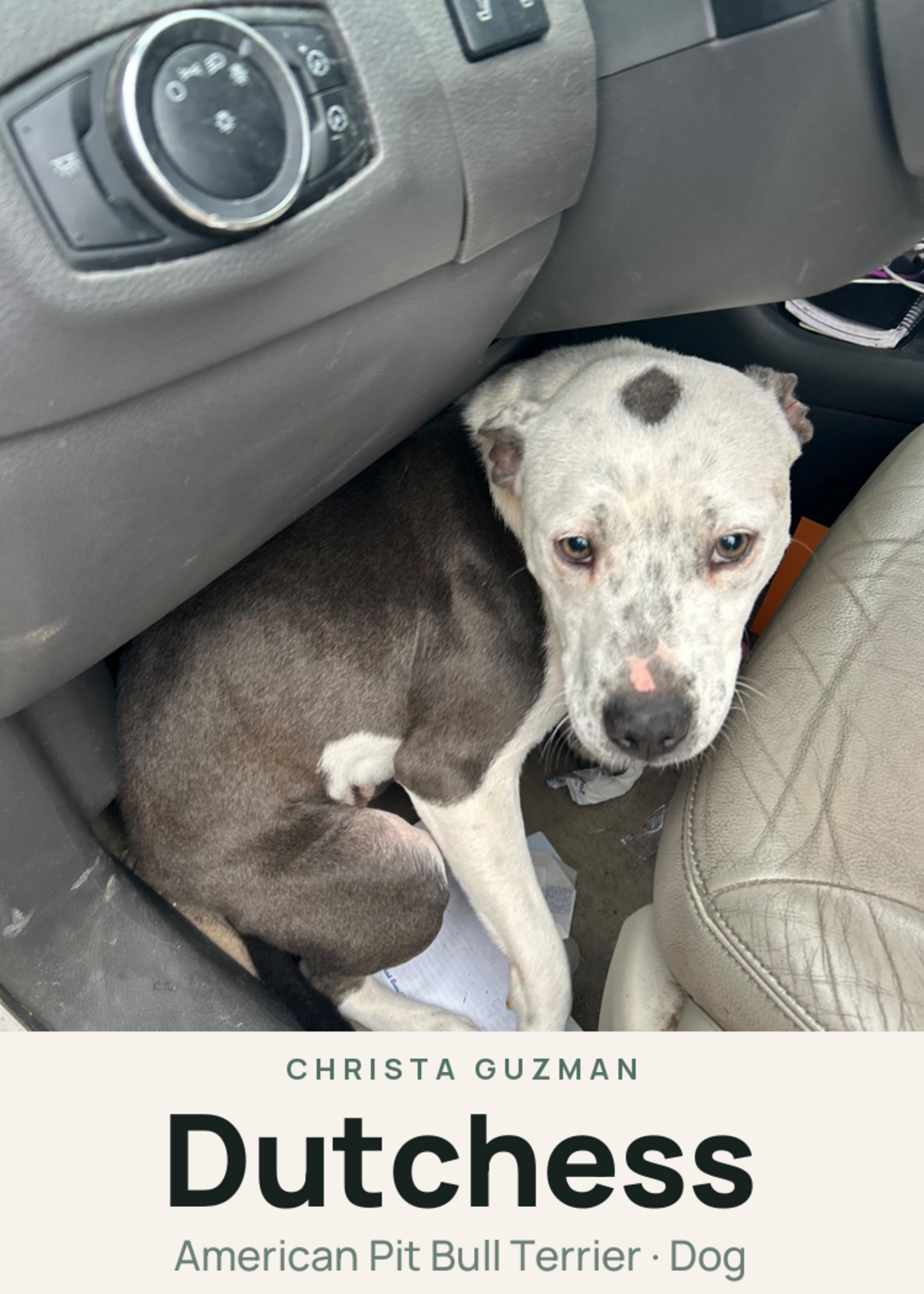 Dutchess Creature Card