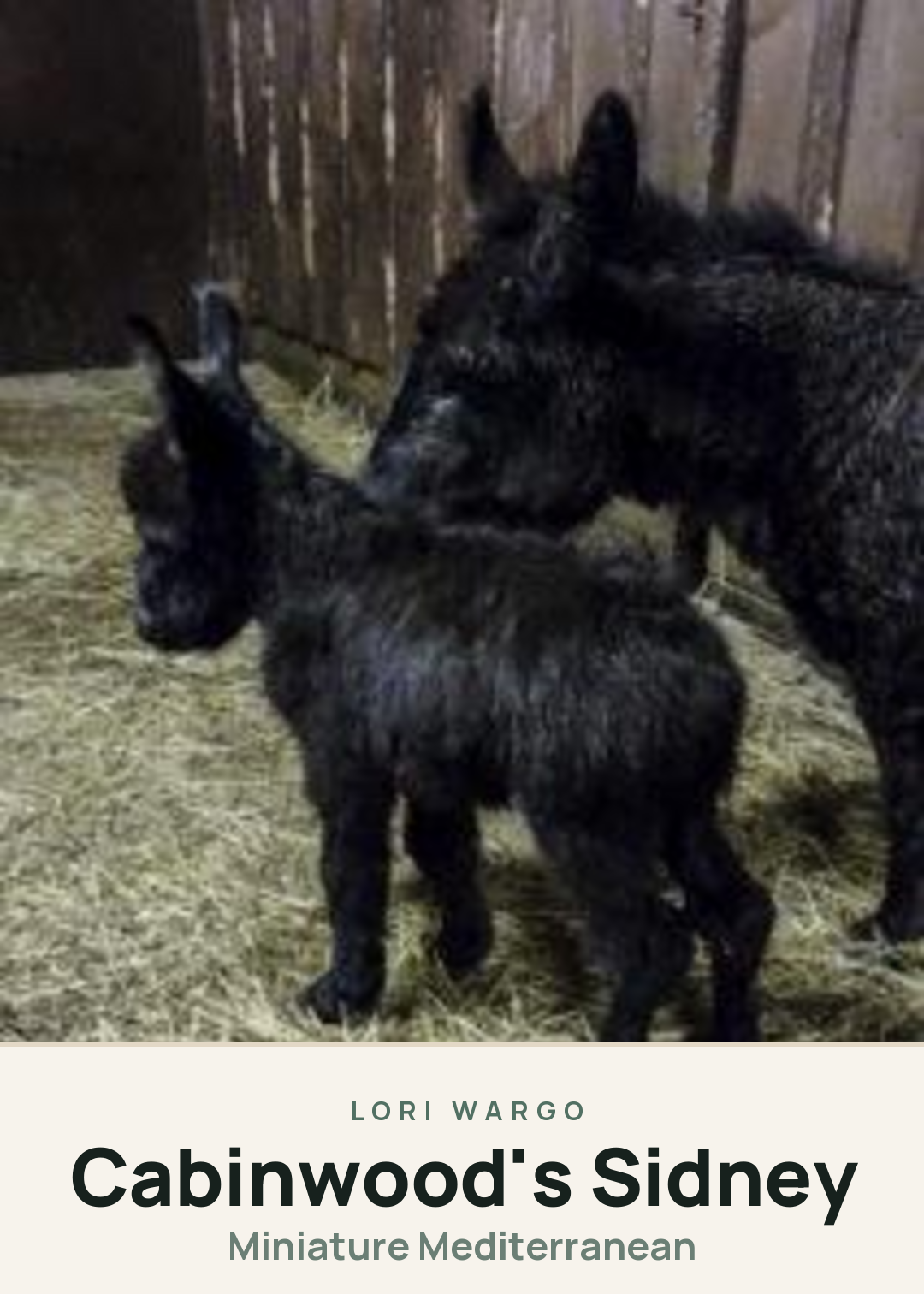 Cabinwood's Sidney Creature Card
