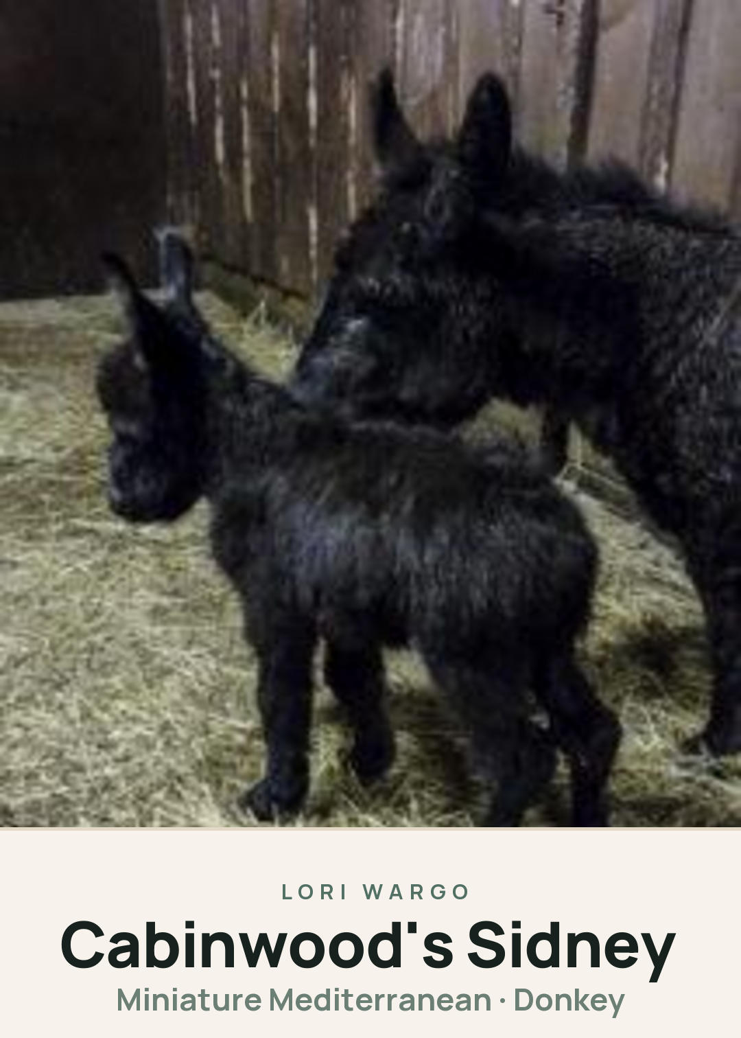 Cabinwood's Sidney Creature Card