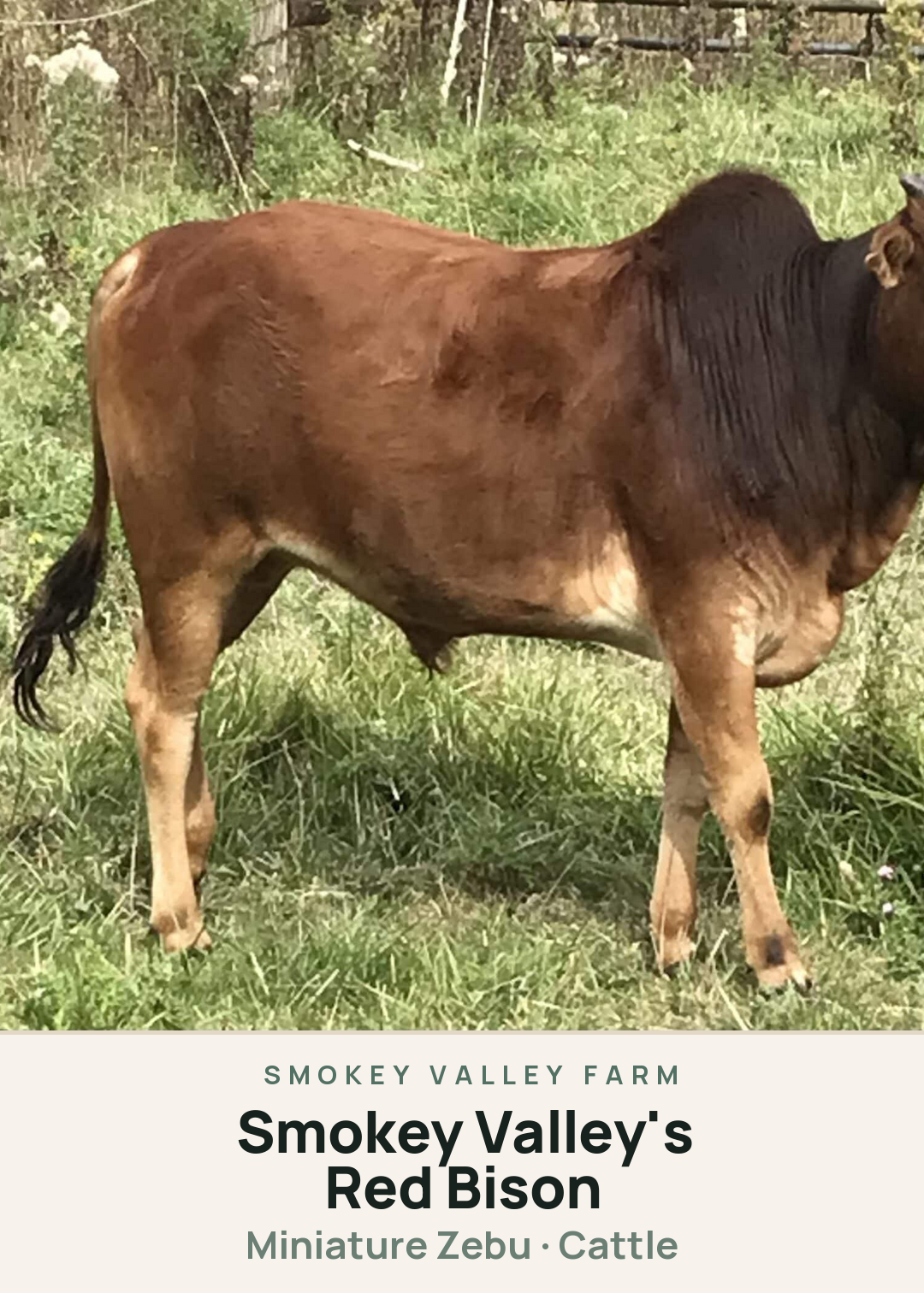 Smokey Valley's Red Bison Creature Card
