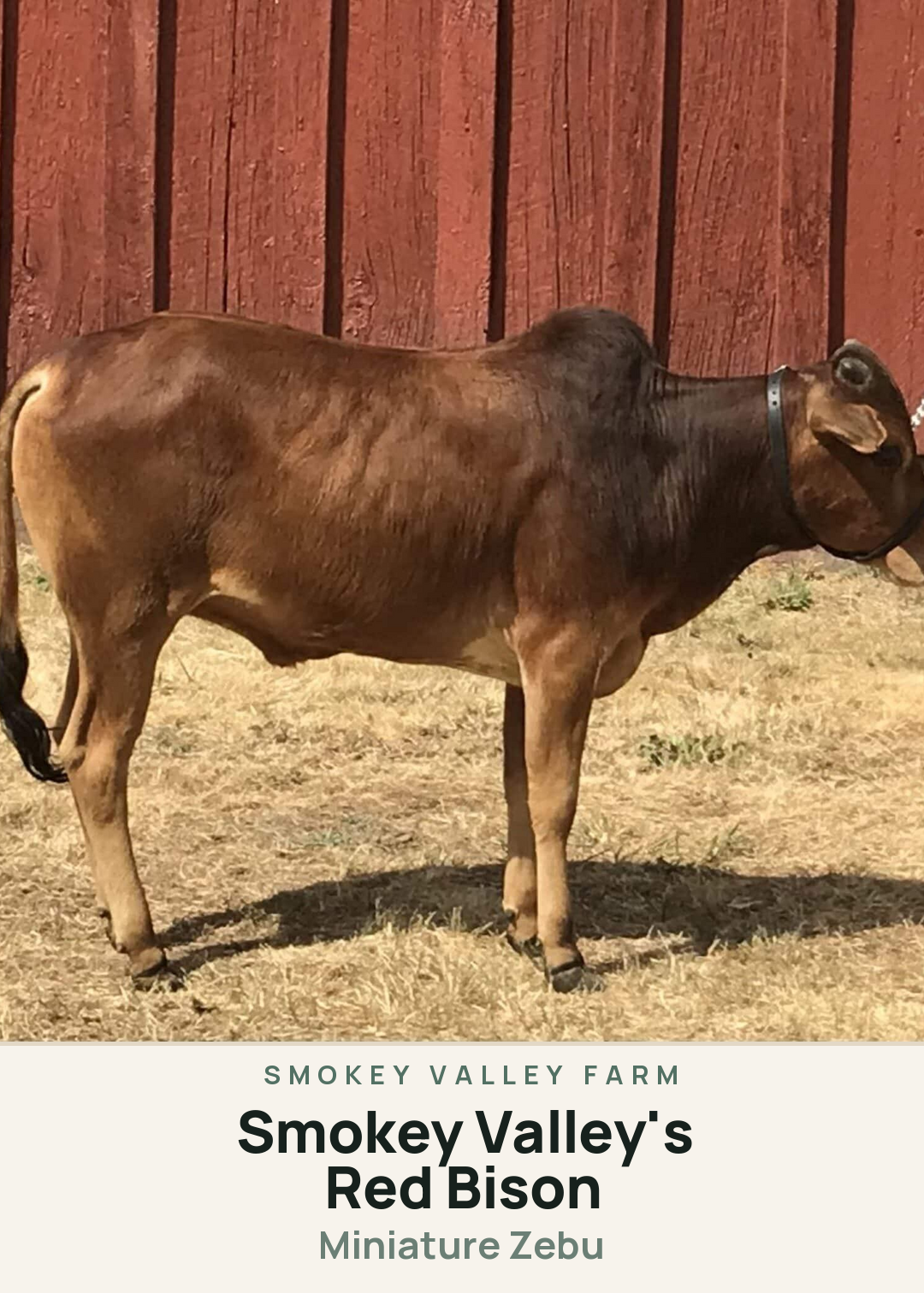 Smokey Valley's Red Bison Creature Card