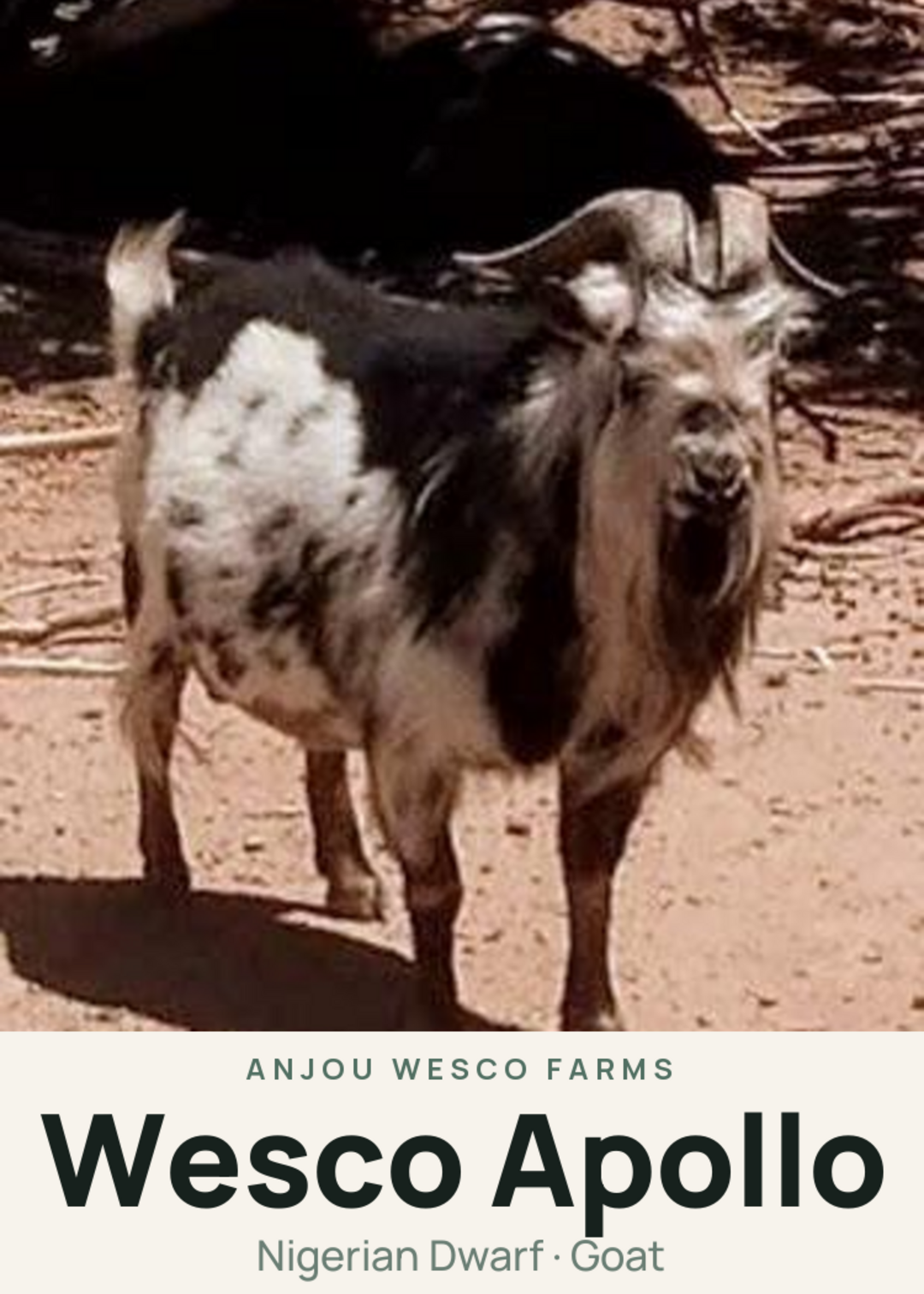 Wesco Apollo Creature Card