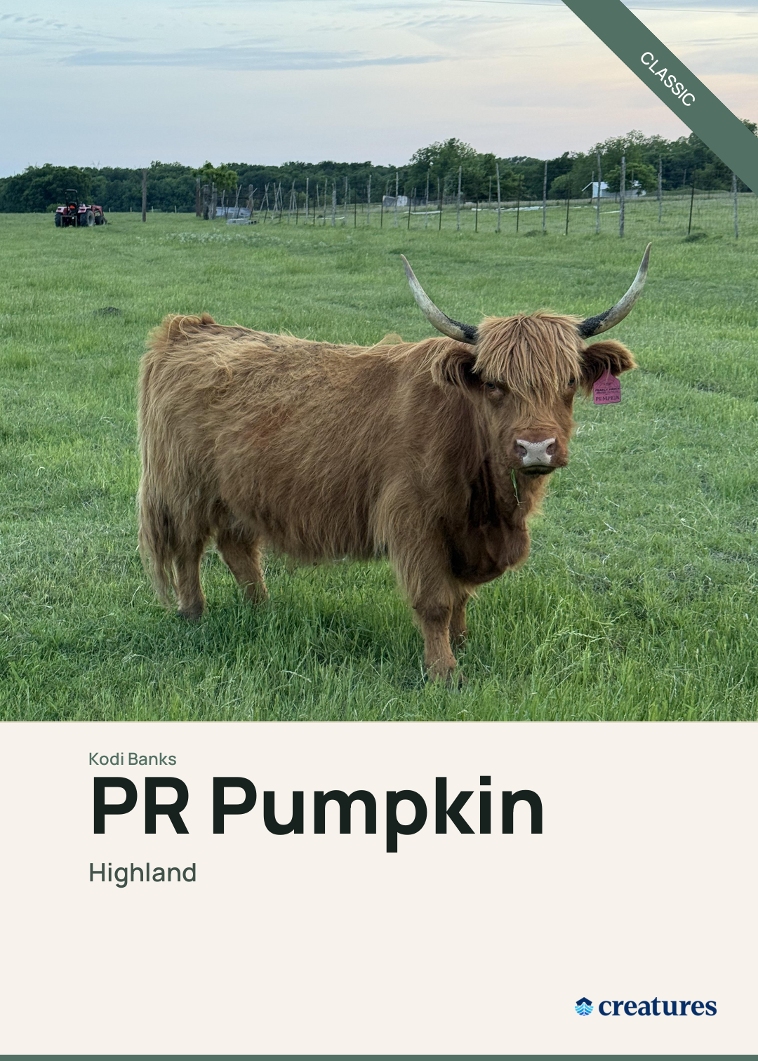 PR Pumpkin Creature Card