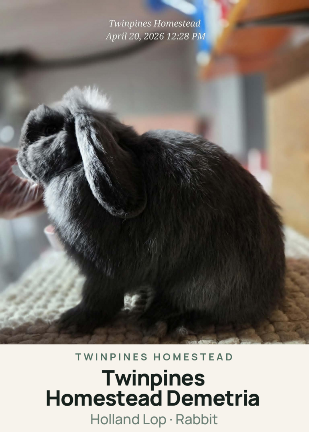 Twinpines Homestead Demetria Creature Card