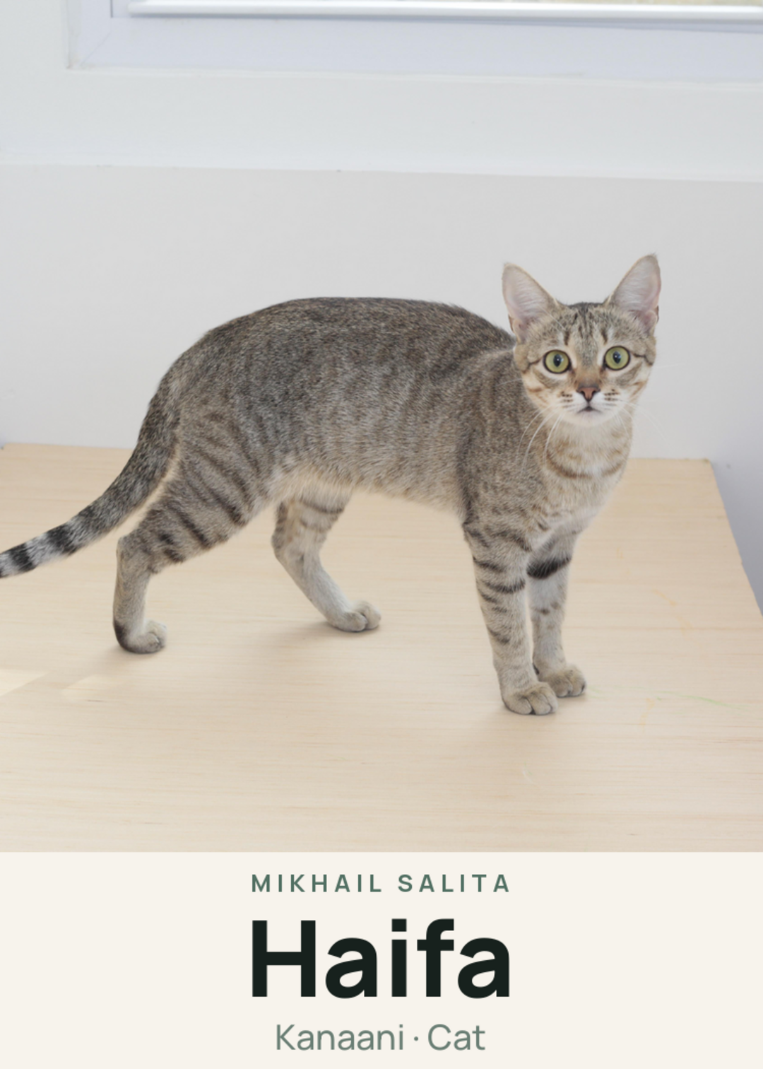 Haifa Creature Card