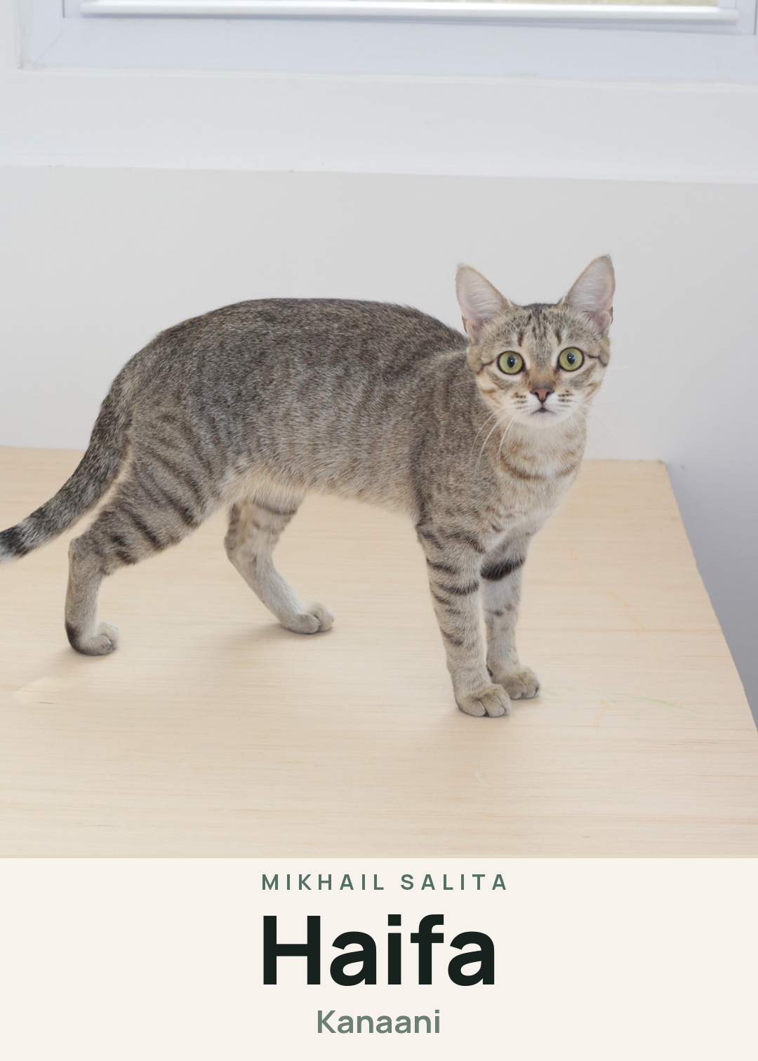 Haifa Creature Card