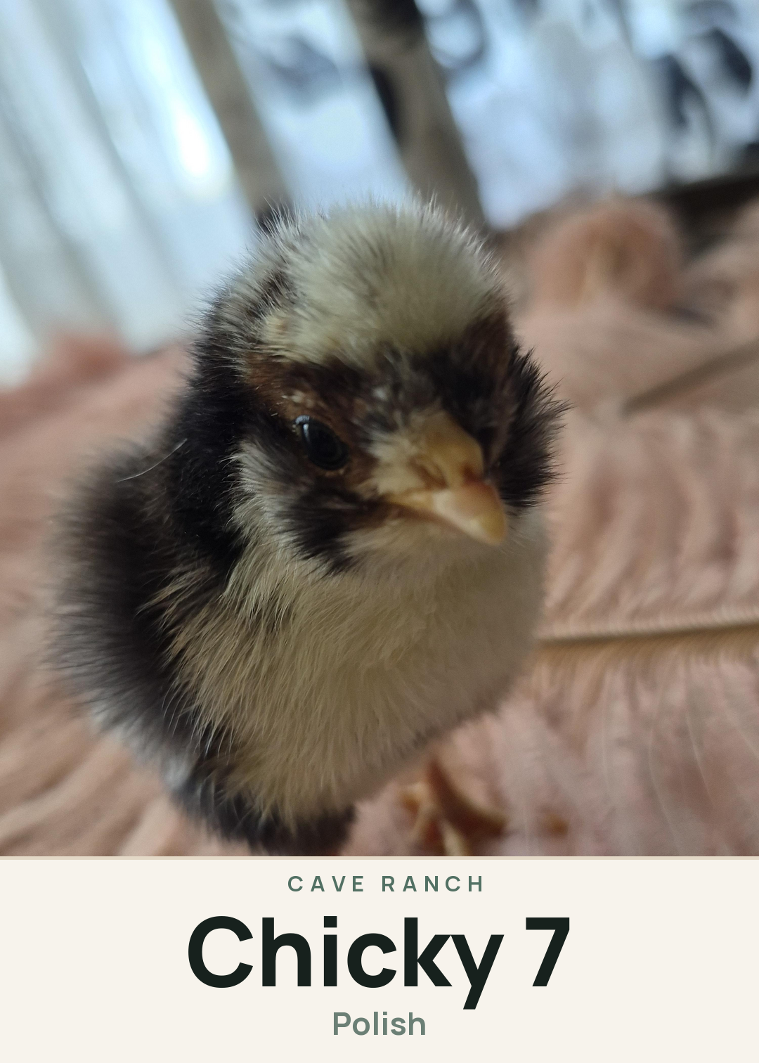 Chicky 7 Creature Card
