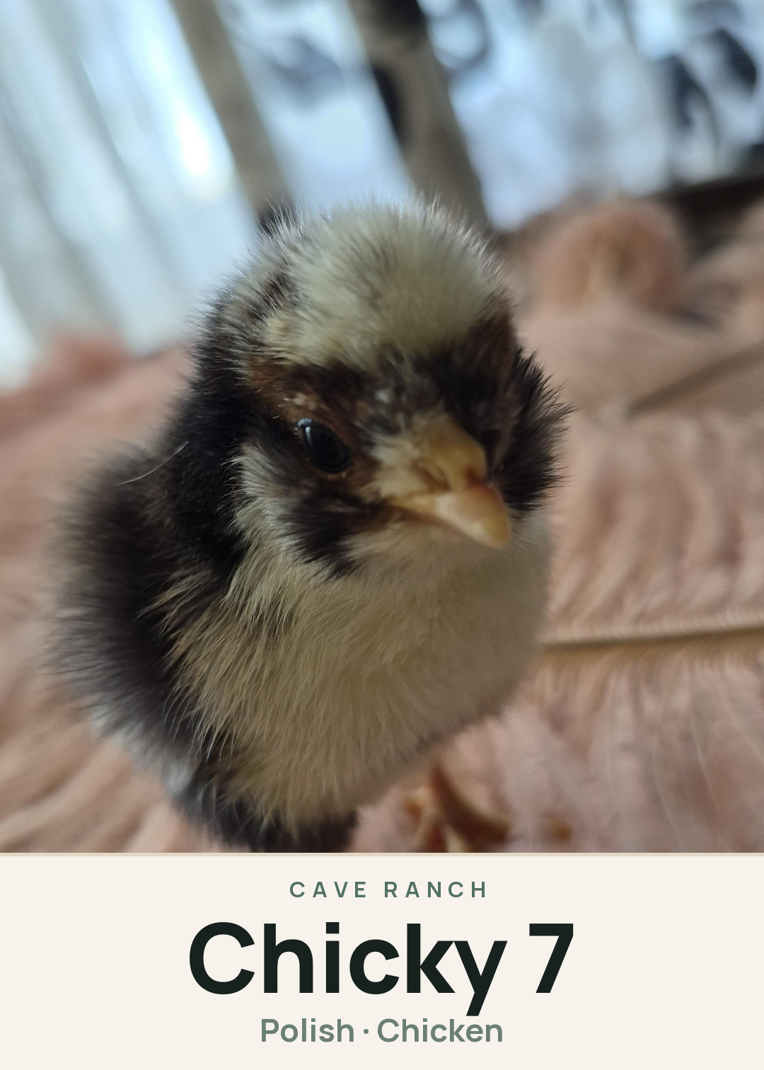 Chicky 7 Creature Card