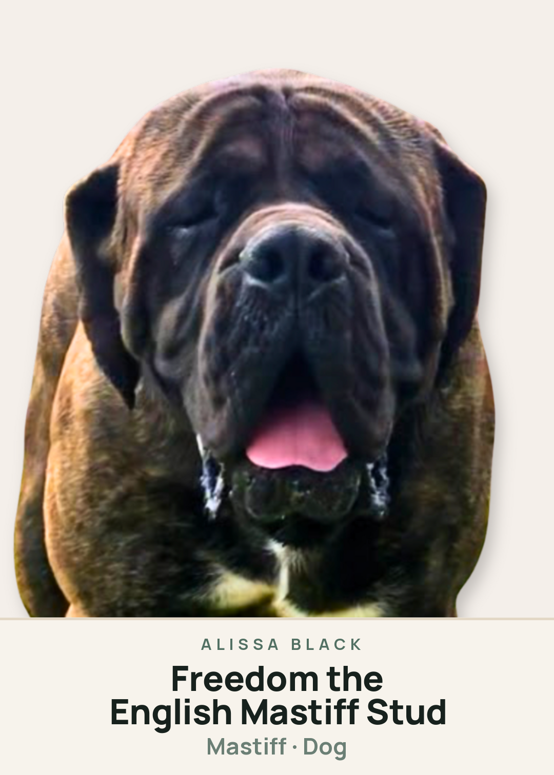 Freedom the English Mastiff Stud Creature Card