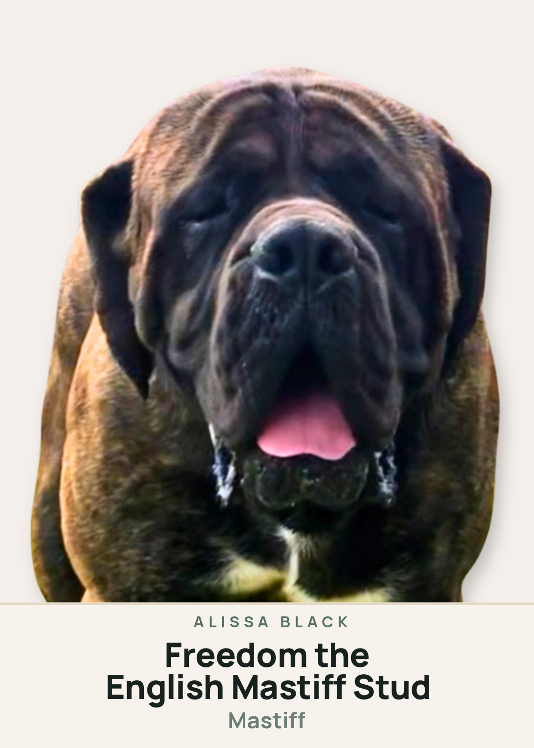 Freedom the English Mastiff Stud Creature Card