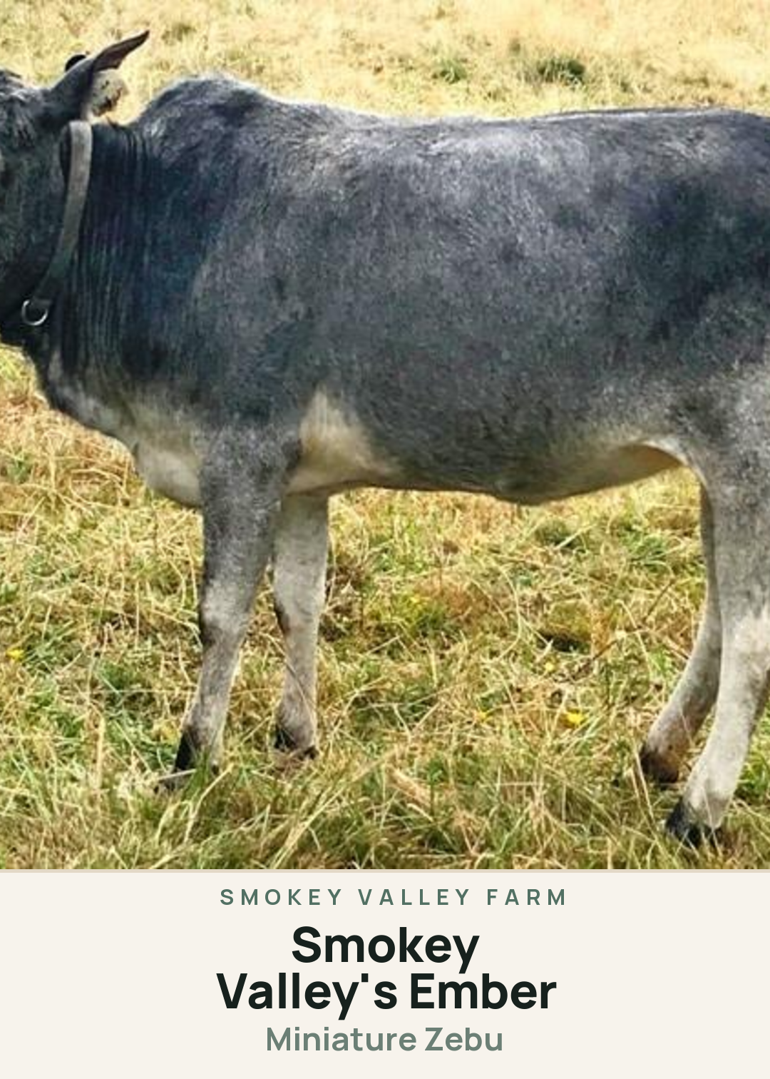Smokey Valley's Ember Creature Card