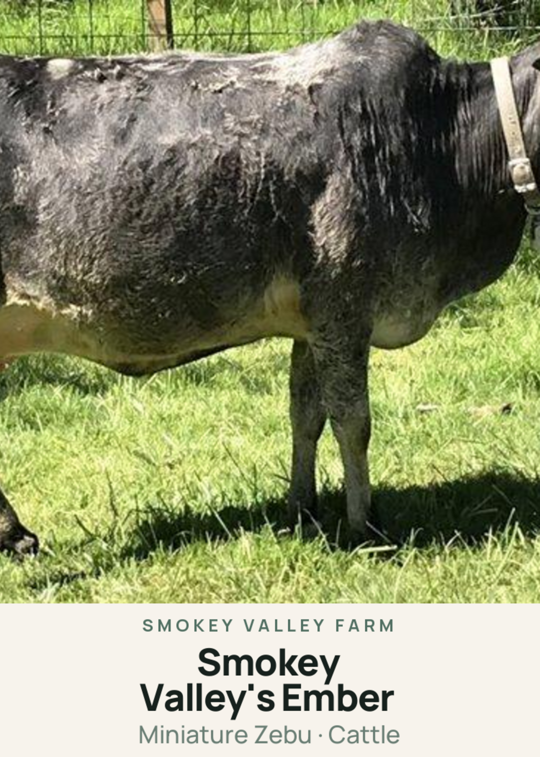 Smokey Valley's Ember Creature Card
