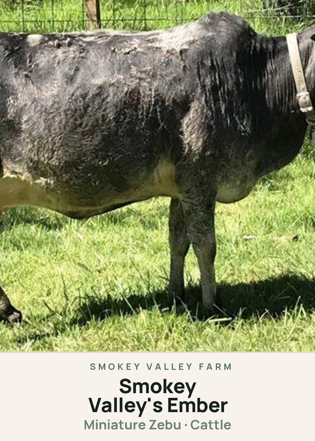 Smokey Valley's Ember Creature Card