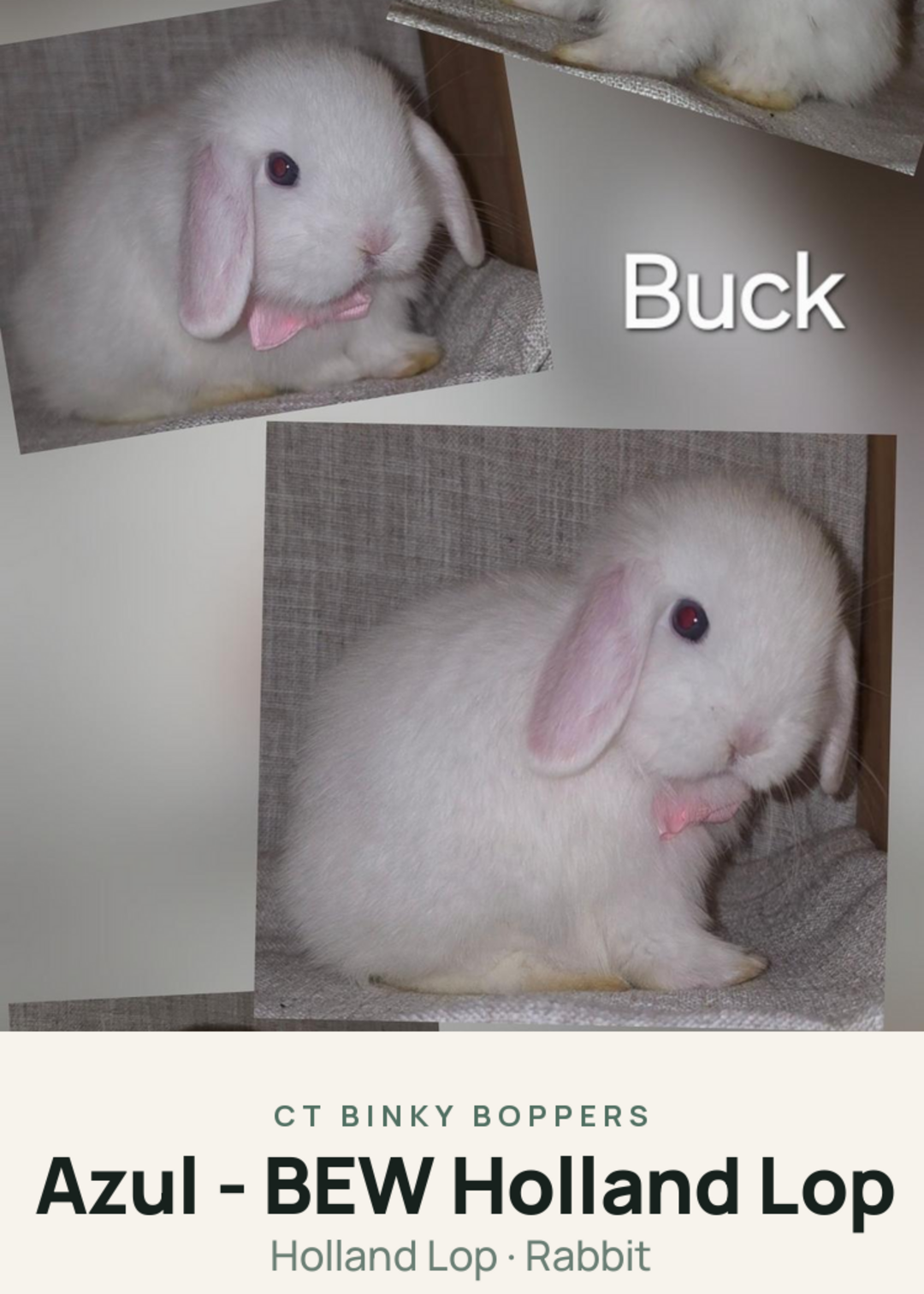 Azul - BEW Holland Lop Creature Card