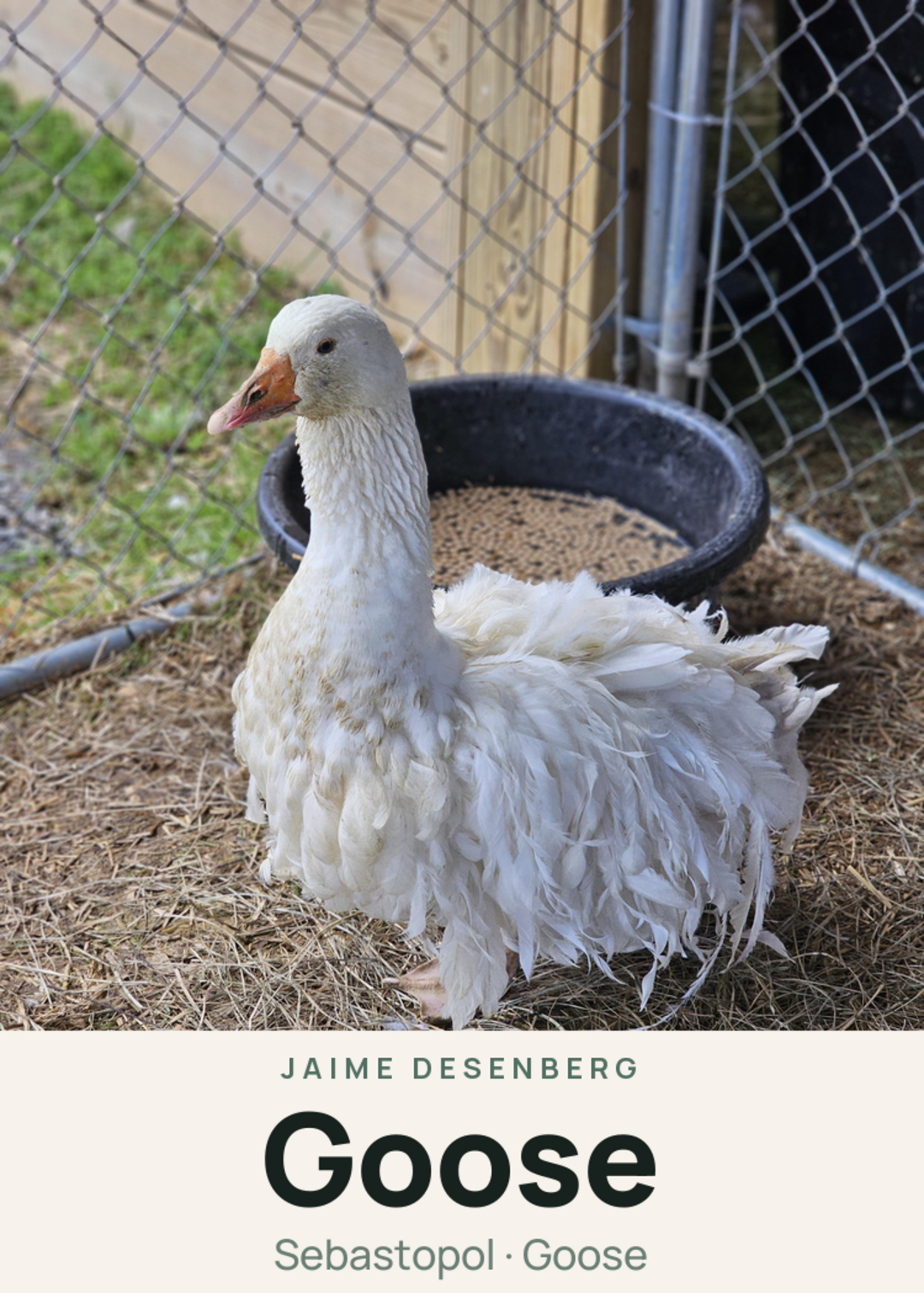 Goose Creature Card