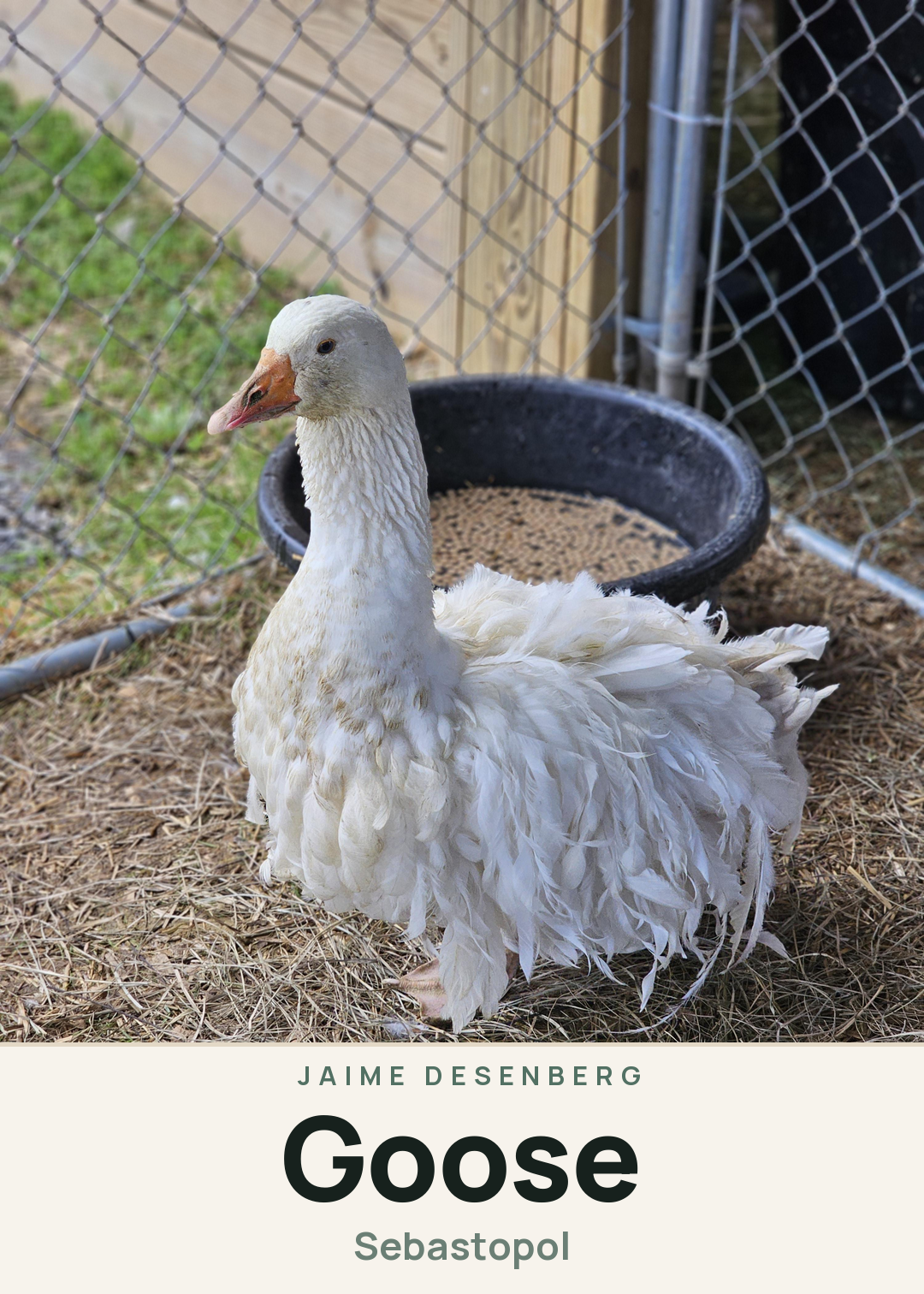 Goose Creature Card