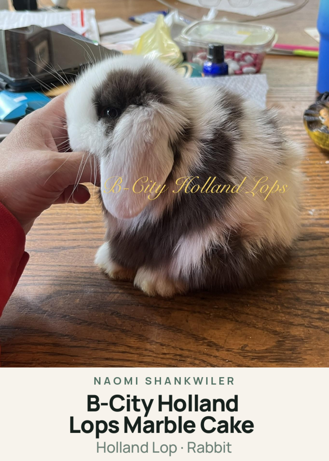 B-City Holland Lops Marble Cake Creature Card