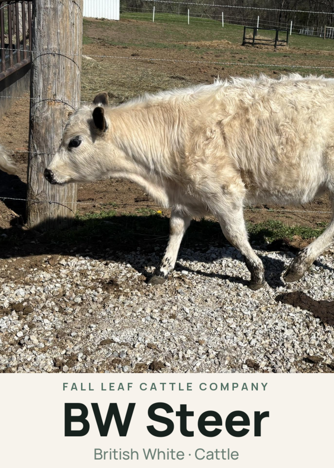 BW Steer Creature Card