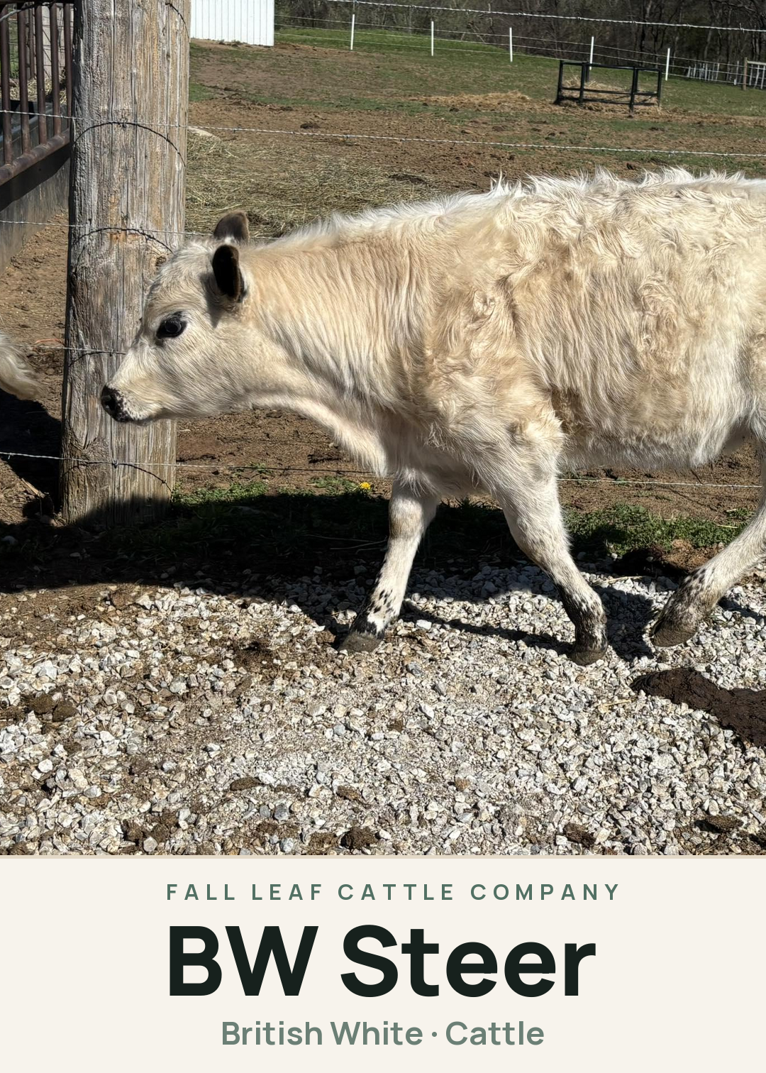 BW Steer Creature Card