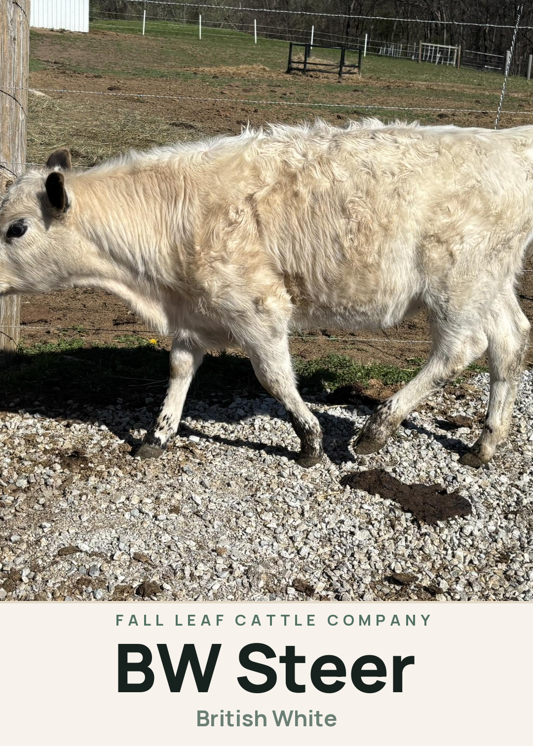 BW Steer Creature Card