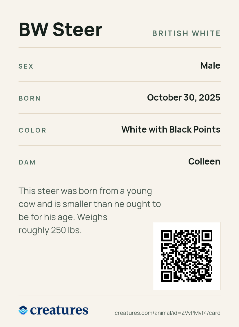 BW Steer Creature Card back