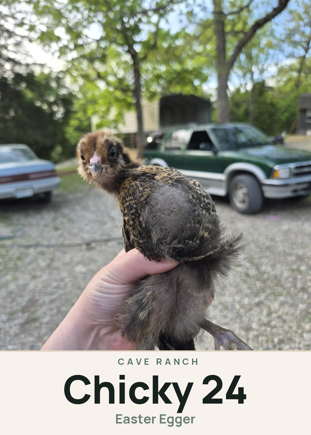 Chicky 24 Creature Card