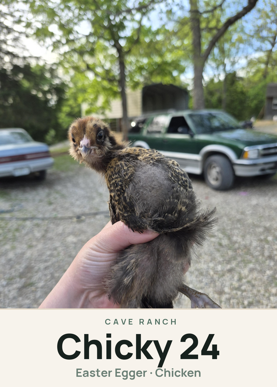 Chicky 24 Creature Card