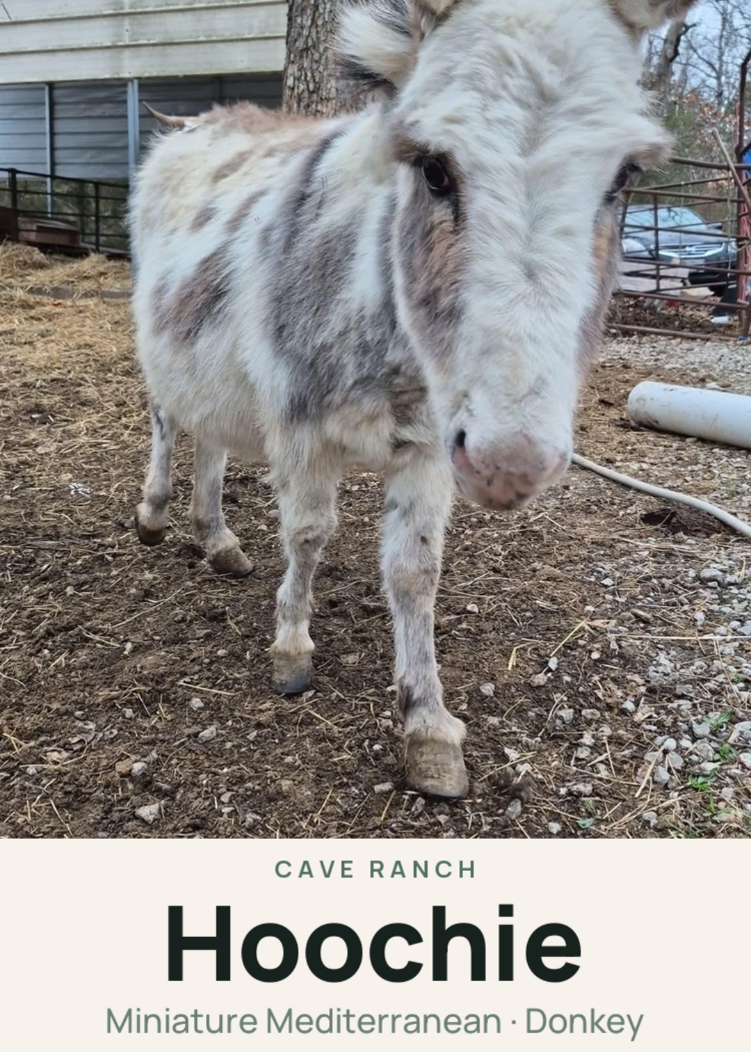 Hoochie Creature Card
