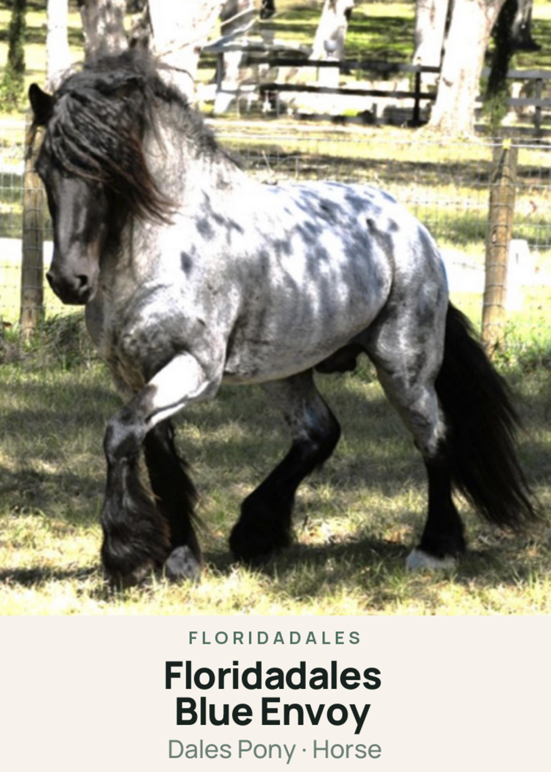 Floridadales Blue Envoy Creature Card