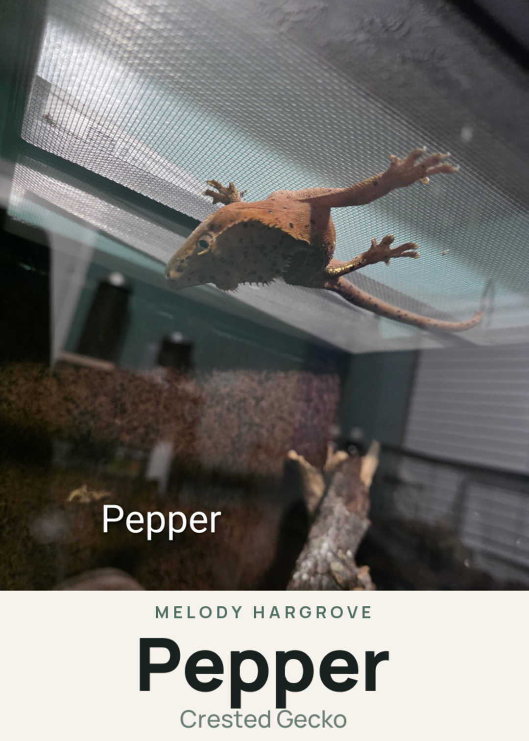 Pepper Creature Card