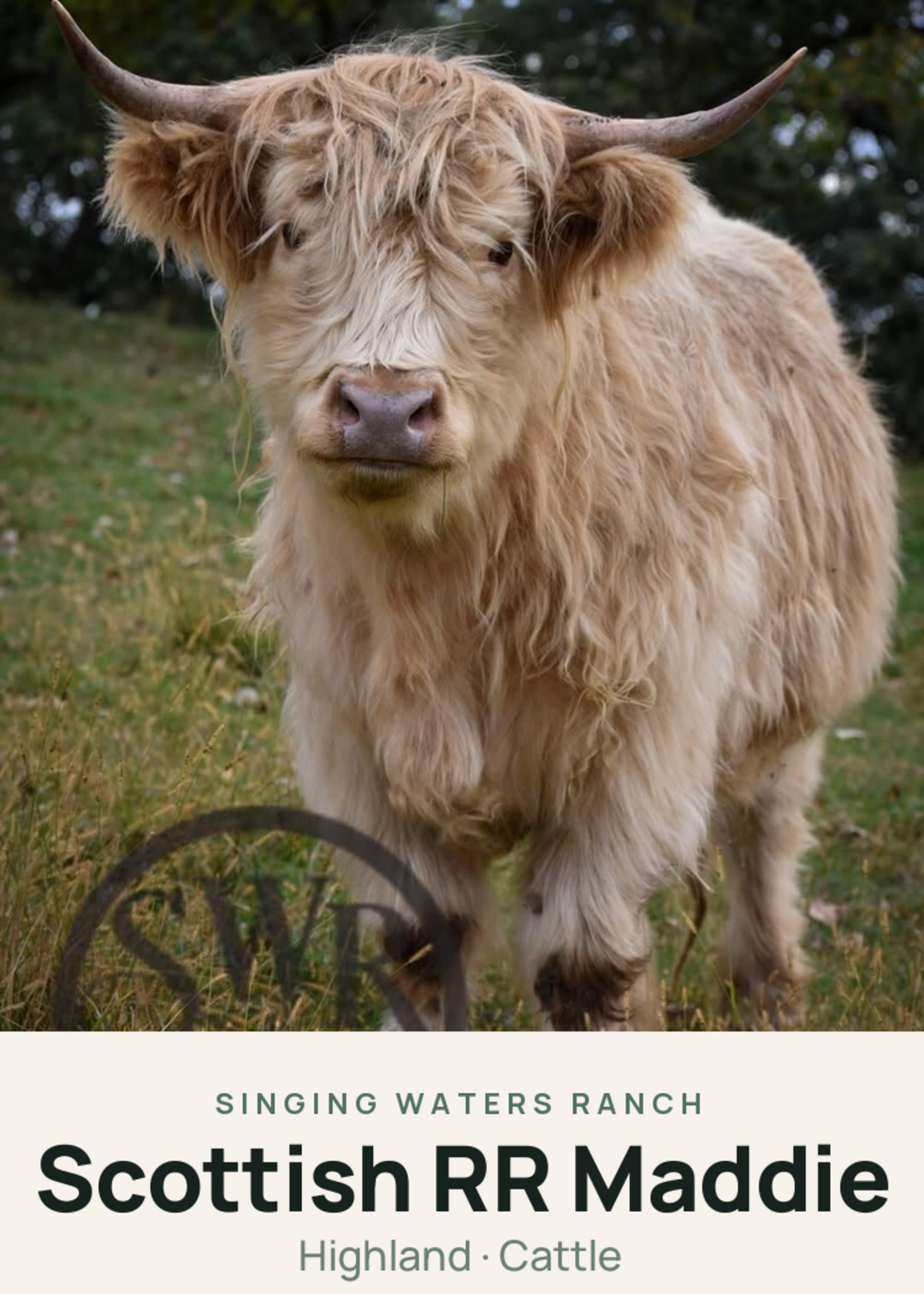 Scottish RR Maddie Creature Card