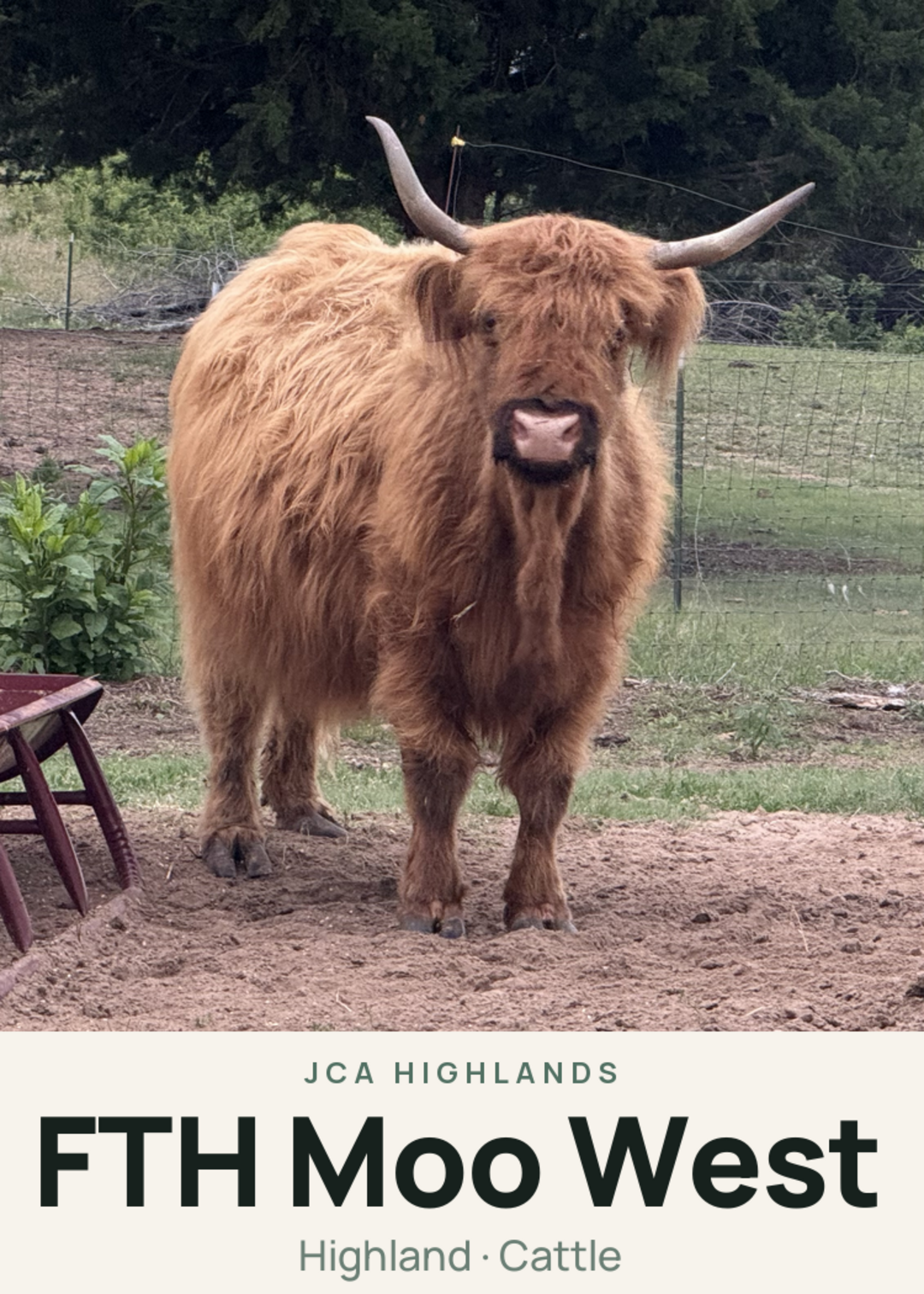 FTH Moo West Creature Card
