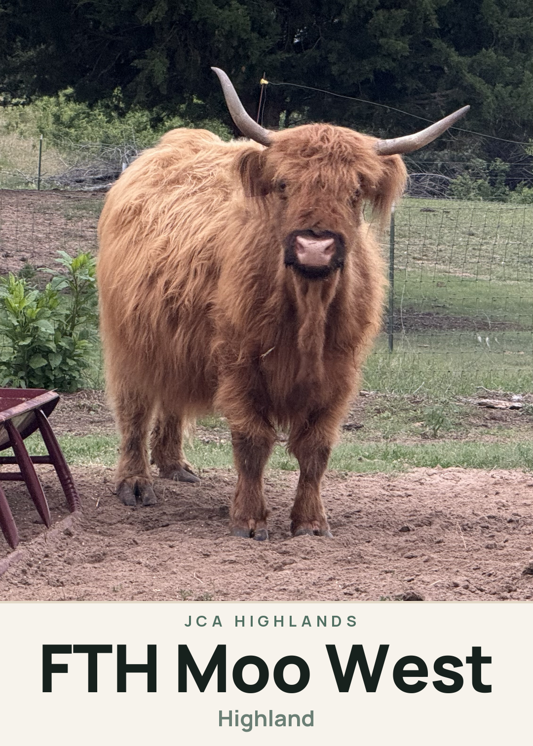 FTH Moo West Creature Card