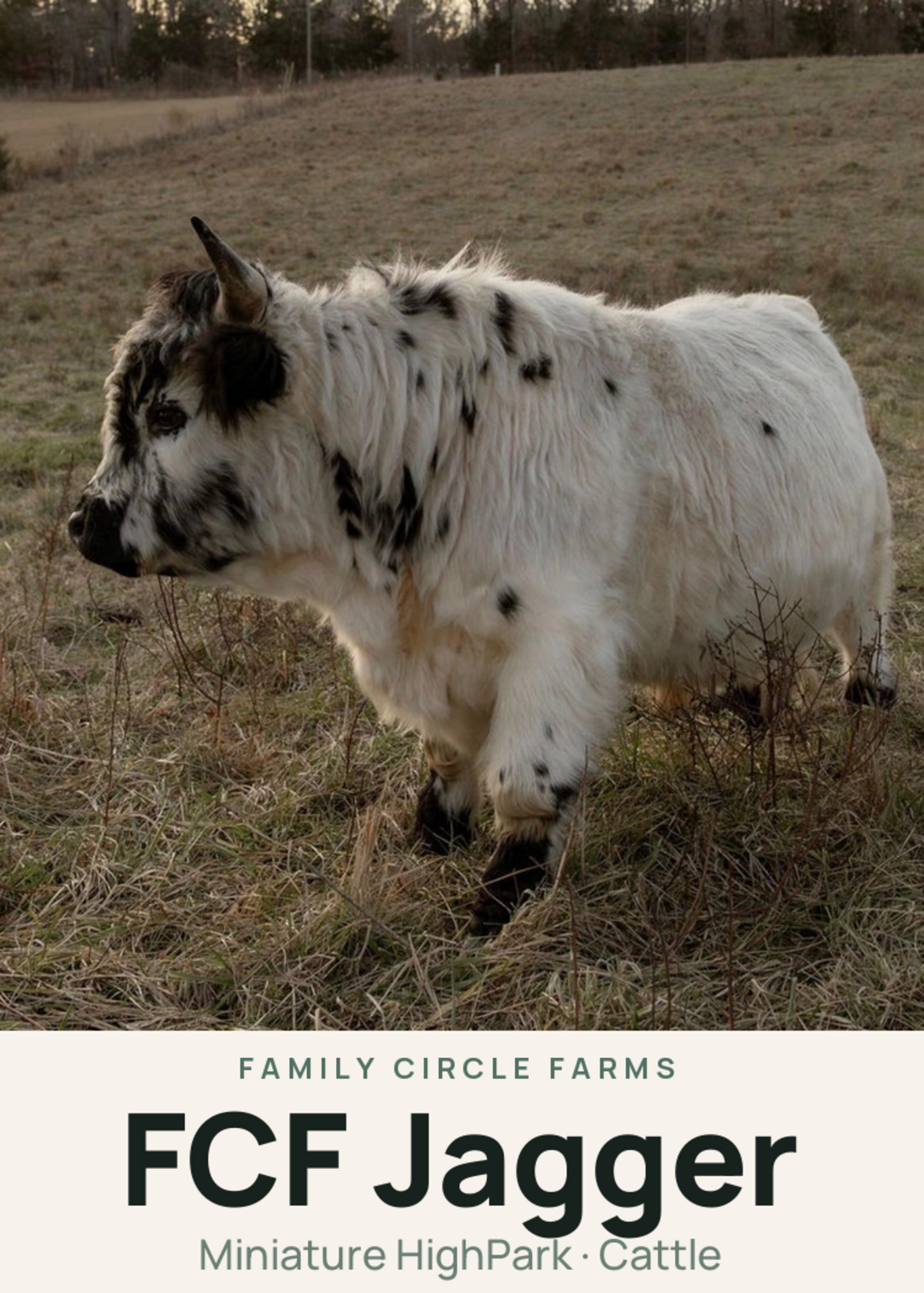 FCF Jagger Creature Card