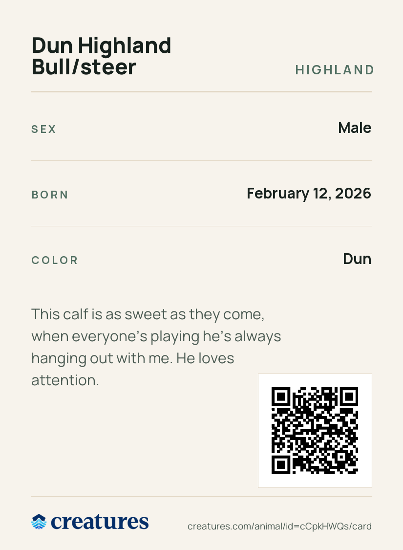 Dun Highland Bull/steer Creature Card back