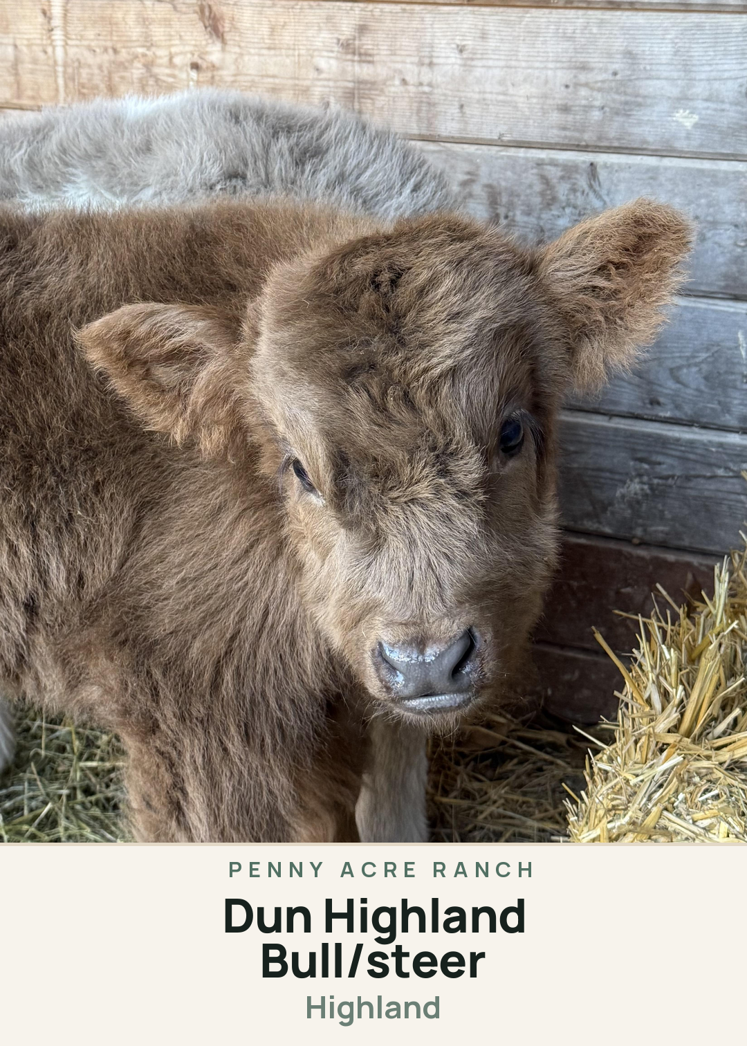 Dun Highland Bull/steer Creature Card