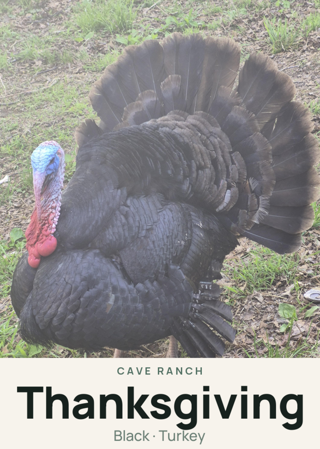 Thanksgiving Creature Card