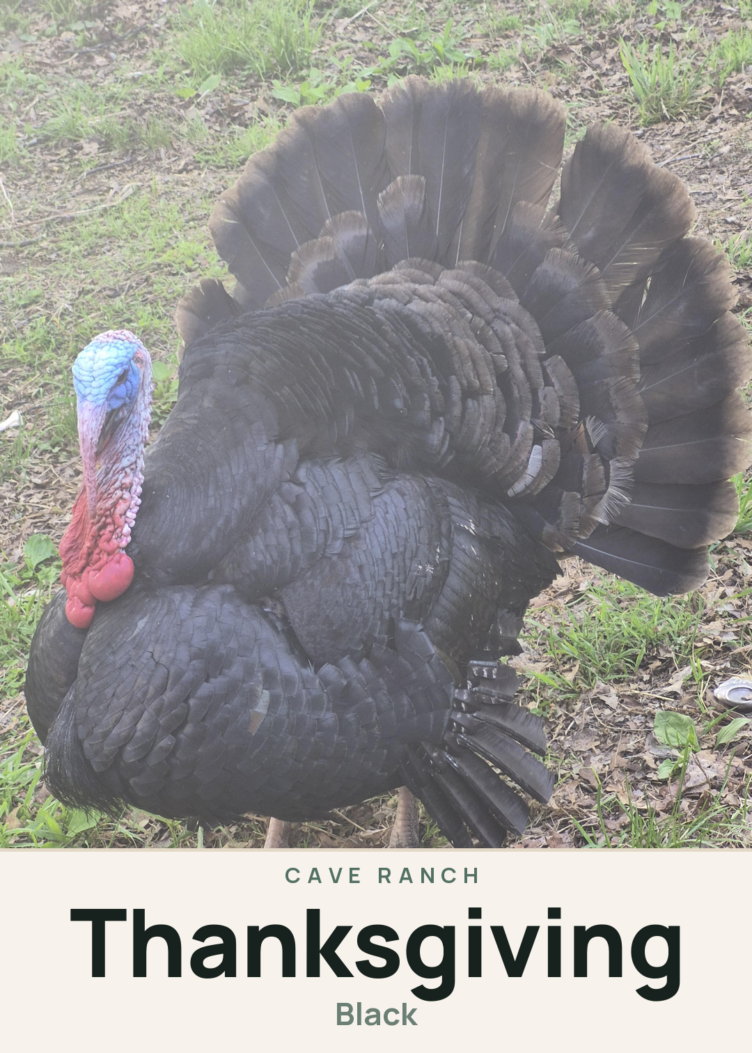 Thanksgiving Creature Card