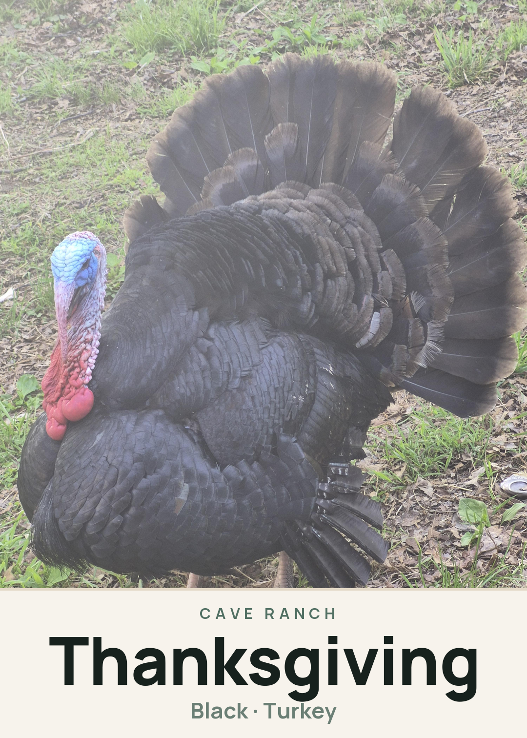 Thanksgiving Creature Card
