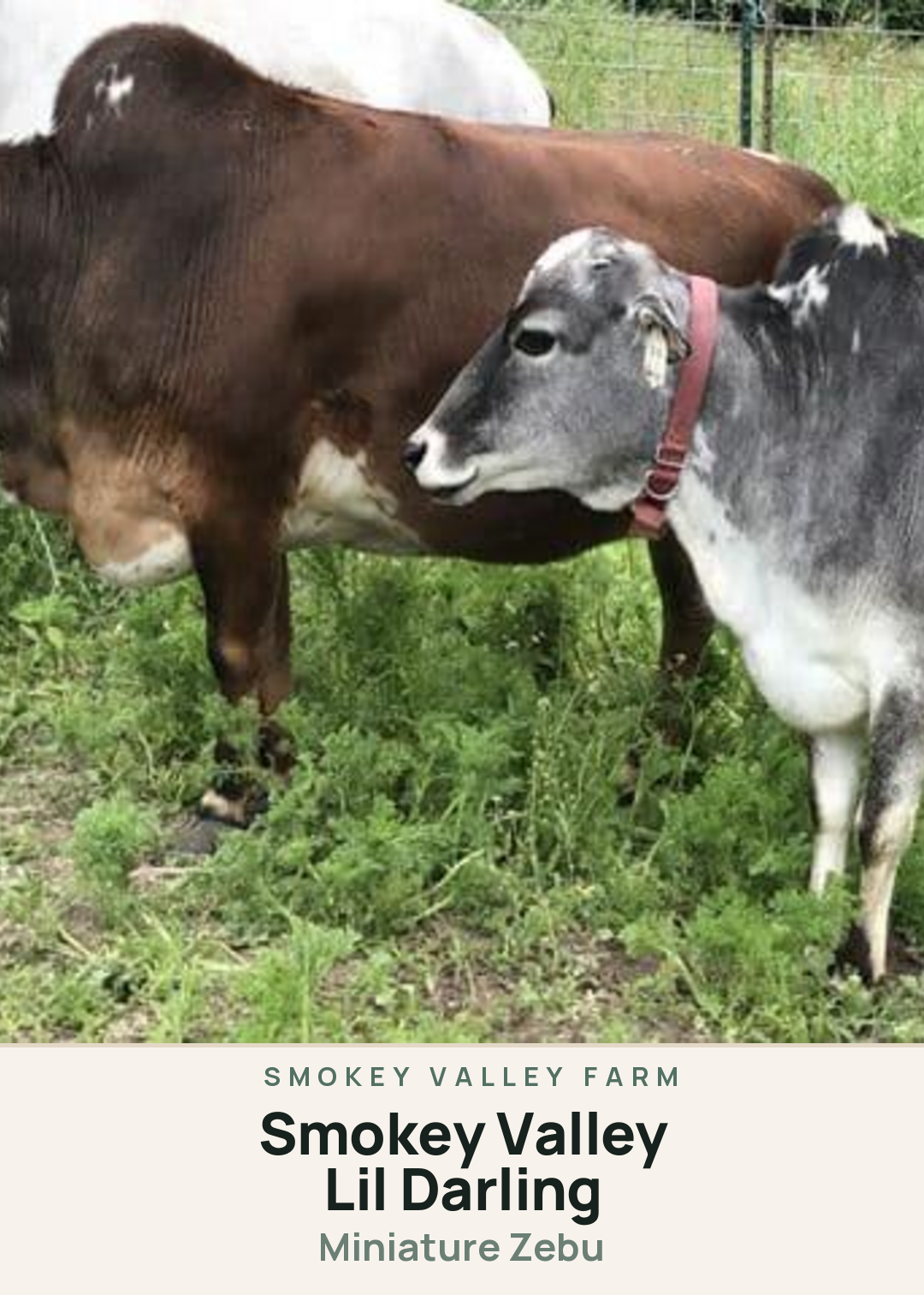 Smokey Valley Lil Darling Creature Card